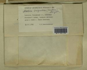 Meesia triquetra (L. ex Jolycl.) Ångstr., Гербарий мохообразных, Мхи - Чукотка и Камчатка (B21) (Россия)