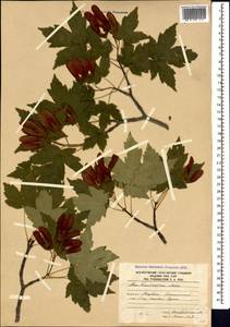 Acer heldreichii subsp. trautvetteri (Medvedev) A. E. Murray, Кавказ, Южная Осетия (K4b) (Южная Осетия)