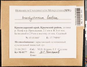 Brachythecium laetum (Brid.) Schimp., Гербарий мохообразных, Мхи - Северный Кавказ и Предкавказье (B12) (Россия)