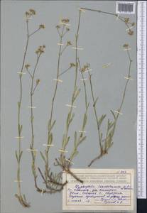 Качим высочайший L., Средняя Азия и Казахстан, Северный и Центральный Тянь-Шань (M4) (Казахстан)