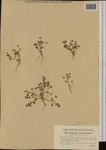 Trifolium ornithopodioides (L.)Sm., Западная Европа (EUR) (Венгрия)