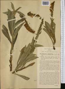 Digitalis lutea subsp. australis (Ten.) Arcang., Западная Европа (EUR) (Италия)