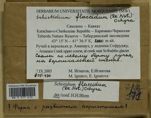 Schistidium flaccidum (De Not.) Ochyra, Гербарий мохообразных, Мхи - Северный Кавказ и Предкавказье (B12) (Россия)