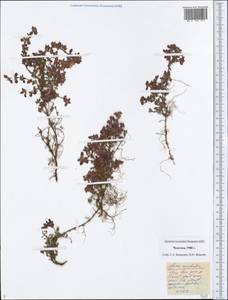 Thymus zygis subsp. zygis, Сибирь, Чукотка и Камчатка (S7) (Россия)