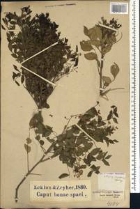 Clausena anisata (Willd.) Hook. fil., Африка (AFR) (ЮАР)