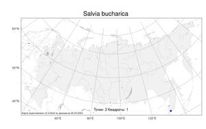 Salvia bucharica, Шалфей бухарский Popov, Атлас флоры России (FLORUS) (Россия)