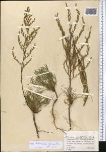 Полынь равнинная, Полынь полевая L., Средняя Азия и Казахстан, Муюнкумы, Прибалхашье и Бетпак-Дала (M9) (Казахстан)