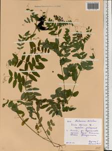 Горошек заборный L., Восточная Европа, Белоруссия (E3a) (Белоруссия)