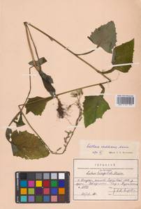 Латук Радде Maxim., Сибирь, Дальний Восток (S6) (Россия)
