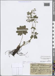 Манжетка обыкновенная L., Восточная Европа, Московская область и Москва (E4a) (Россия)