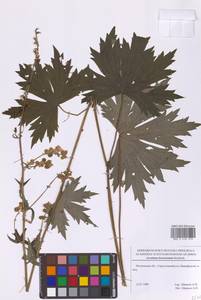 Aconitum lycoctonum subsp. lasiostomum (Rchb.) Warncke, Восточная Европа, Московская область и Москва (E4a) (Россия)