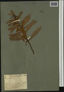 Acacia longifolia (Andrews) Willd., Австралия и Океания (AUSTR) (Италия)