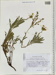 Оносма простейшая L., Сибирь, Алтай и Саяны (S2) (Россия)