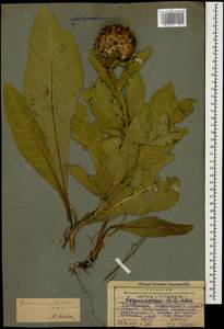 Василек крупноголовчатый Muss. Puschk. ex Willd., Кавказ, Грузия (K4) (Грузия)