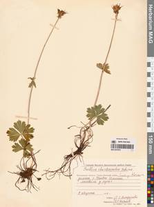 Купальница бумажночашелистиковая Schipcz., Сибирь, Чукотка и Камчатка (S7) (Россия)