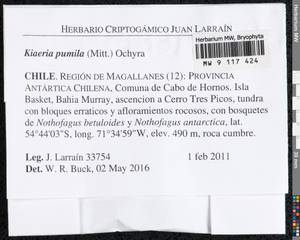 Arctoa pumila (Mitt.) Fedosov, Jan Kučera & M. Stech, Гербарий мохообразных, Мхи - Америка (BAm) (Чили)