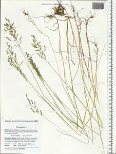 Мятлик болотный L., Восточная Европа, Северный район (E1) (Россия)