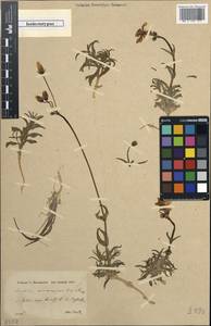 Cerastium macrocarpum Schur, Зарубежная Азия (ASIA) (Турция)