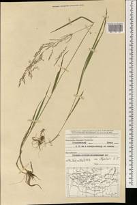 Полевица широкометельчатая Mez, Монголия (MONG) (Монголия)
