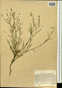 Lipschitzia divaricata (Turcz.) Zaika, Sukhor. & N. Kilian, Монголия (MONG) (Монголия)