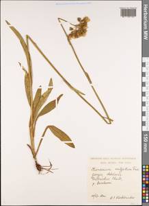 Hieracium lachenalii subsp. cruentifolium (Dahlst. & Lübeck ex Dahlst.) Zahn, Кавказ, Грузия (K4) (Грузия)