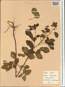 Chamaecrista absus (L.)H.S.Irwin & Barneby, Африка (AFR) (Мали)