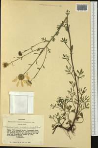 Хризантема Завадского, Сибирь, Алтай и Саяны (S2) (Россия)