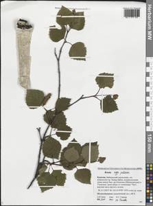 Береза пушистая Ehrh., Сибирь, Прибайкалье и Забайкалье (S4) (Россия)