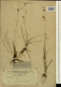 Осока Микели, Осока Микеля Host, Кавказ, Азербайджан (K6) (Азербайджан)
