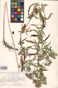 Symphyotrichum ×versicolor (Willd.) G. L. Nesom, Восточная Европа, Московская область и Москва (E4a) (Россия)
