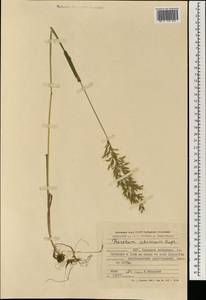 Sibirotrisetum sibiricum (Rupr.) Barberá, Монголия (MONG) (Монголия)