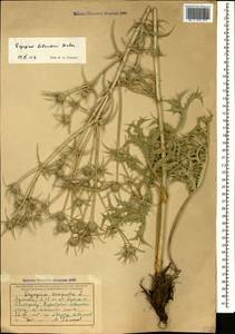 Eryngium billardierei F. Delaroche, Кавказ, Армения (K5) (Армения)