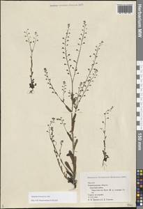 Незабудка полевая (L.) Hill, Восточная Европа, Северо-Западный район (E2) (Россия)