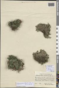 Selaginella graniticola Jie Yang bis & X.C.Zhang, Сибирь, Дальний Восток (S6) (Россия)