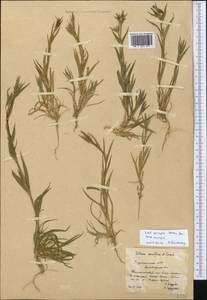 Silene coniflora Nees ex Otth, Средняя Азия и Казахстан, Копетдаг, Бадхыз, Малый и Большой Балхан (M1) (Туркмения)