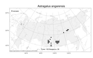 Astragalus angarensis, Астрагал ангарский Turcz. ex Bunge, Атлас флоры России (FLORUS) (Россия)
