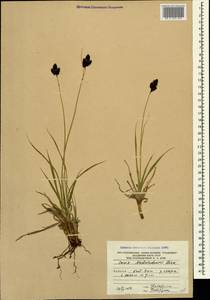 Carex aterrima subsp. medwedewii (Leskov) T.V.Egorova, Кавказ, Южная Осетия (K4b) (Южная Осетия)