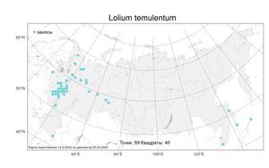 Lolium temulentum, Плевел опьяняющий L., Атлас флоры России (FLORUS) (Россия)