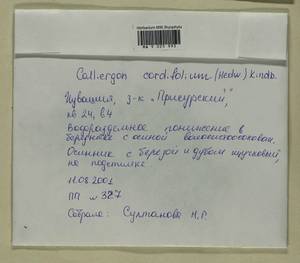 Calliergon cordifolium (Hedw.) Kindb., Гербарий мохообразных, Мхи - Среднее Поволжье (B9) (Россия)