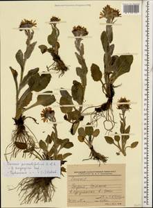 Tephroseris integrifolia subsp. primulifolia (Cufod.) Greuter, Кавказ, Южная Осетия (K4b) (Южная Осетия)