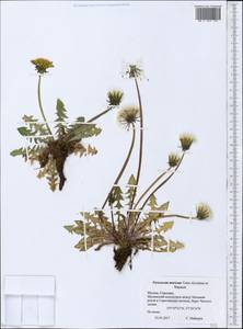 Taraxacum maricum Vasut, Kirschner & Stepánek, Восточная Европа, Московская область и Москва (E4a) (Россия)