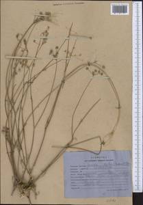 Жабрица Валентины Popov, Средняя Азия и Казахстан, Северный и Центральный Тянь-Шань (M4) (Киргизия)