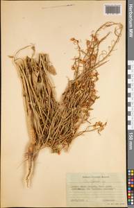 Brassicaceae, Америка (AMER) (Южная Георгия и Южные Сандвичевы Острова)