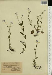 Незабудка лесная Ehrh. ex Hoffm., Восточная Европа, Московская область и Москва (E4a) (Россия)