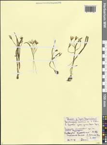 Птицемлечник Балансы Boiss., Кавказ, Ставропольский край, Карачаево-Черкесия, Кабардино-Балкария (K1b) (Россия)