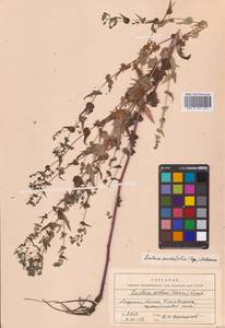 Crepidiastrum sonchifolium subsp. sonchifolium, Сибирь, Дальний Восток (S6) (Россия)
