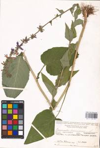 Колокольчик болонский L., Восточная Европа, Средневолжский район (E8) (Россия)