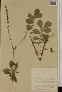 Agrimonia eupatoria subsp. grandis (Andrz. ex Asch. & Graebn.) Bornm., Западная Европа (EUR) (Италия)