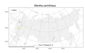 Mentha carinthiaca, Мята каринтийская Host, Атлас флоры России (FLORUS) (Россия)