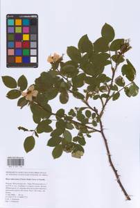 Шиповник почти-собачий (Christ) Dalla Torre & Sarnth., Восточная Европа, Московская область и Москва (E4a) (Россия)